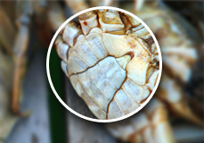 阳澄湖大闸蟹特点:白肚