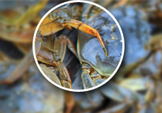 阳澄湖大闸蟹特点:金钩