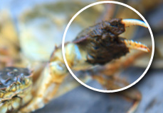 阳澄湖大闸蟹特点:黄毛